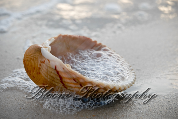 Shell in the waves